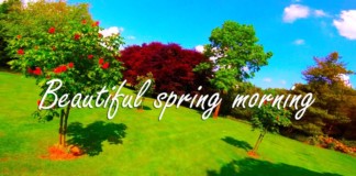 Beautiful-spring-morning-RAW